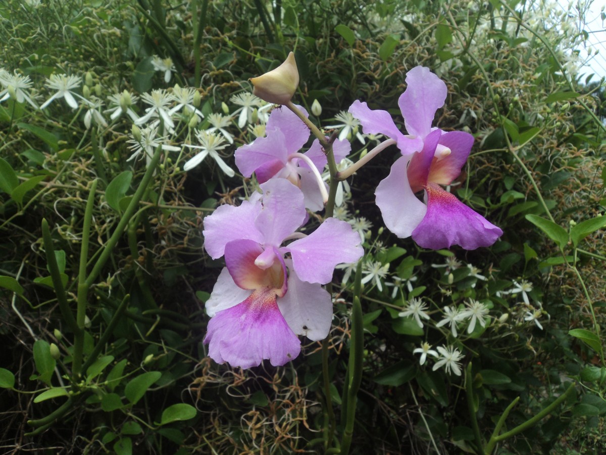 Vanda Miss Jochim